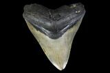 Fossil Megalodon Tooth - North Carolina #119435-2